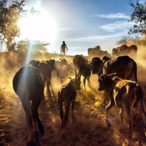 Bringing In The Cows by Georgina Goodwin