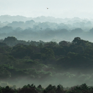 Awakening of a Forest by Claudia Lacave