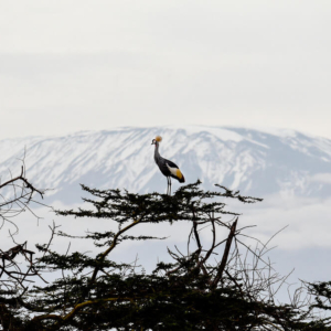 Sacred Alignment by Claudia Lacave