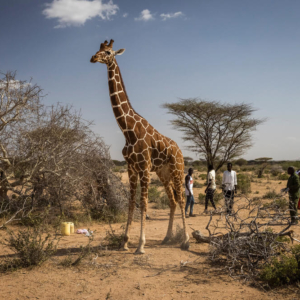 Humans Wildlife Compete by Ed Ram