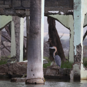 Among The Ruins by Zahra Moloo